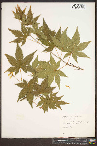 Acer palmatum image