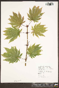 Acer palmatum image