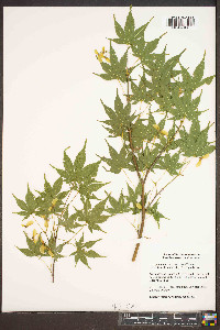 Acer palmatum image