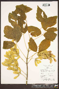 Acer negundo var. negundo image