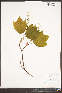Acer pensylvanicum image