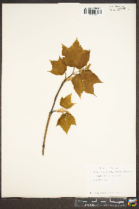 Acer pensylvanicum image