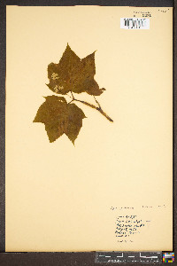 Acer pensylvanicum image