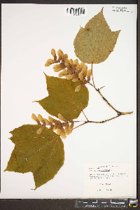 Acer pensylvanicum image