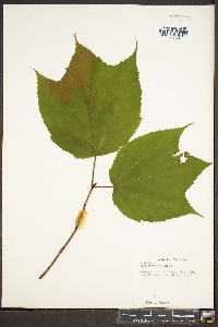 Acer pensylvanicum image