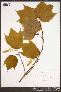 Acer pensylvanicum image