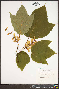 Acer pensylvanicum image