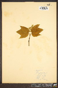 Acer pensylvanicum image