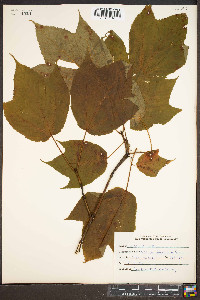 Acer pensylvanicum image