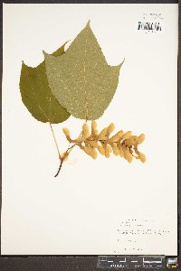 Acer pensylvanicum image