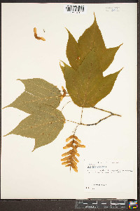 Acer pensylvanicum image