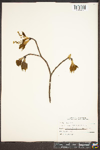 Acer pensylvanicum image