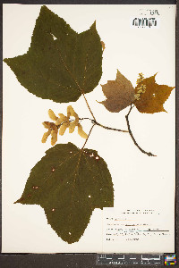 Acer pensylvanicum image