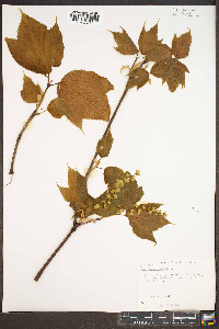 Acer pensylvanicum image