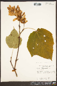 Acer pensylvanicum image