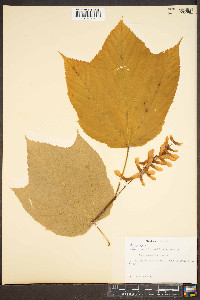 Acer pensylvanicum image