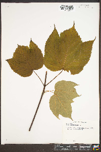 Acer pensylvanicum image