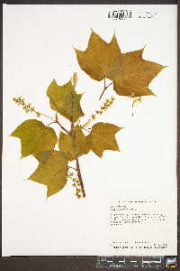 Acer pensylvanicum image