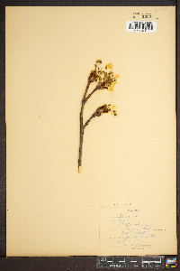 Acer platanoides image