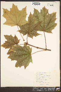 Acer platanoides image