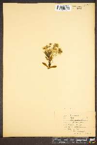 Acer platanoides image