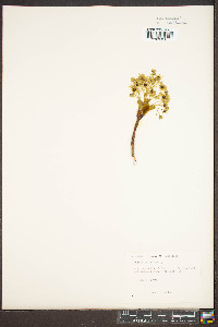 Acer platanoides image