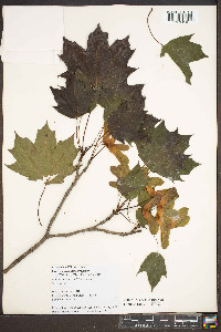 Acer platanoides image