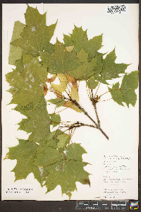 Acer platanoides image