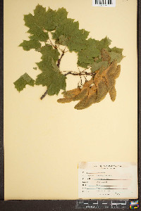 Acer platanoides image