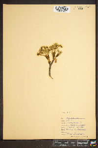 Acer platanoides image