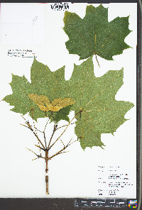 Acer platanoides image