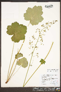 Heuchera americana image