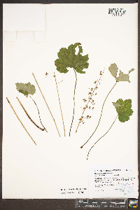 Heuchera americana image