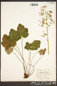 Heuchera americana image