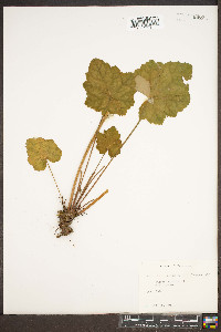 Heuchera americana image