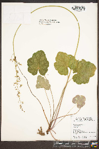 Heuchera americana image