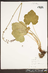 Heuchera americana image