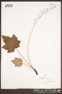 Heuchera americana image
