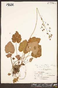 Heuchera longiflora image