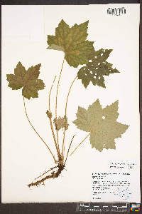 Heuchera villosa image