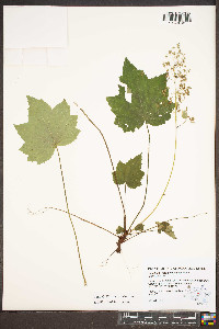 Heuchera villosa var. villosa image