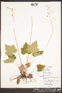 Heuchera villosa image