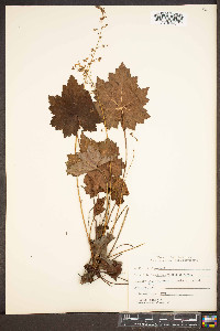 Heuchera villosa image