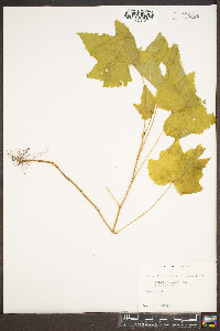 Heuchera villosa image