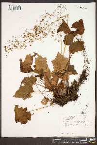 Heuchera villosa image