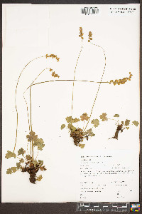 Heuchera grossulariifolia image