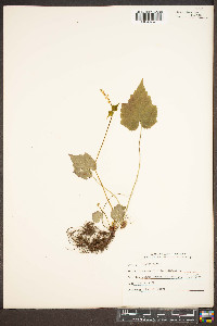 Mitella diphylla image