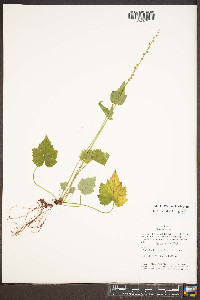 Mitella diphylla image