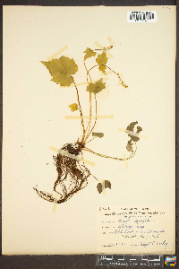 Mitella diphylla image