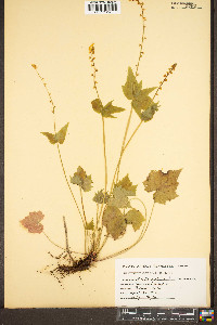 Mitella diphylla image